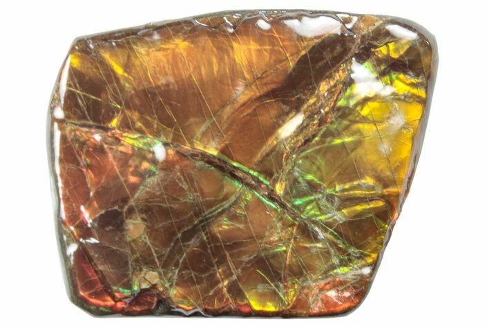 Iridescent Ammolite (Fossil Ammonite Shell) - Alberta #258312